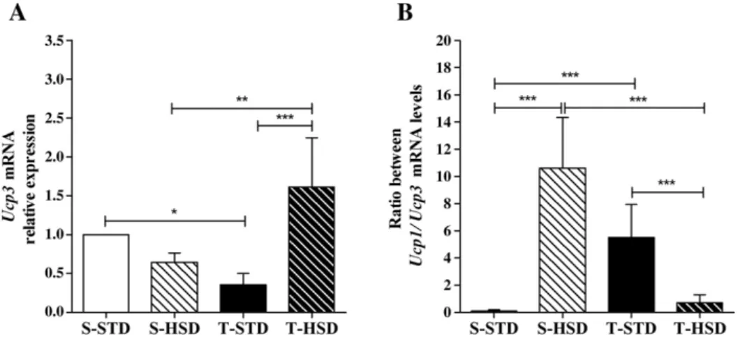 Fig. 3 – Effect of a high-sugar diet and exercise training over an 8-week period on Ucp3 mRNA levels in gastrocnemius muscle (A) and ratio of Ucp1/Ucp3 mRNA (B)