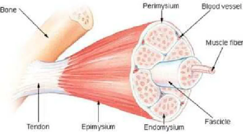 Figura 2.4 – Composi¸c˜ ao do m´ usculo esquel´etico: consiste em feixes de fibras musculares que s˜ ao enroladas pelo endom´ısio e formam fasc´ıculos musculares
