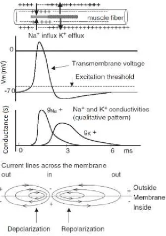 Figura 2.7 – Representa¸c˜ ao da gera¸c˜ ao e propaga¸c˜ ao de um potencial de a¸c˜ ao em uma c´elula excit´ avel (Moritani et al., 2004).