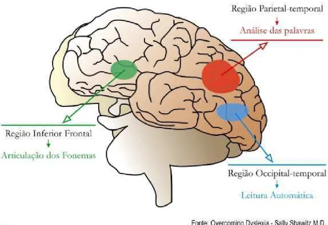 Figura 3 - As três áreas de funcionamento do cérebro, no hemisfério esquerdo, durante o processo da leitura.