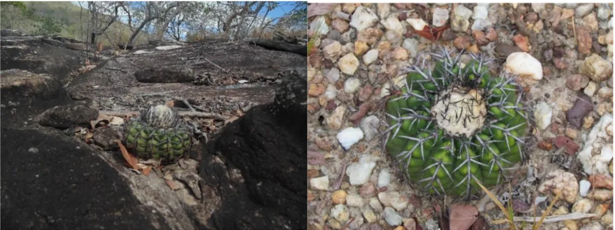 Figura 4. Discocactus placentiformis em afloramentos rochosos (A) e solos rasos pedregosos  (B) do Parque Estadual do Rio Preto MG