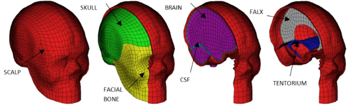 Figure 2.38: Strasbourg University Human Head FE Model developed by Kang et al. [220].