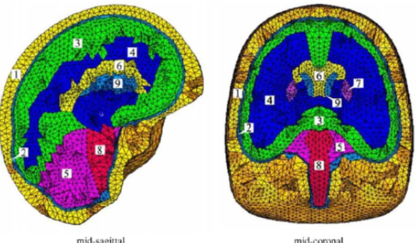 Figure 2.47: Mid-sagittal and mid-coronal sections of the adopted head nite element model: