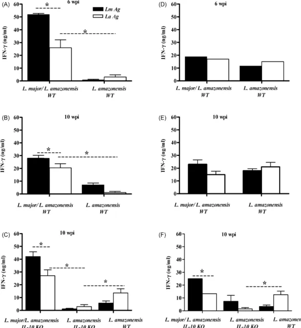 Fig. 5. IFN-␥ production by spleen cells from mice pre-infected with L. major and challenged with L