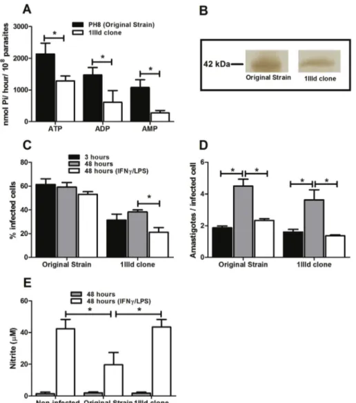 Fig. 1. L. amazonensis E-NTPDase activity correlates with survival of parasites within stimulated cells