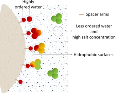 Figure 2.11: Separation principle of HIC. Hydrophobic binders are coupled to the matrix through spacer arms