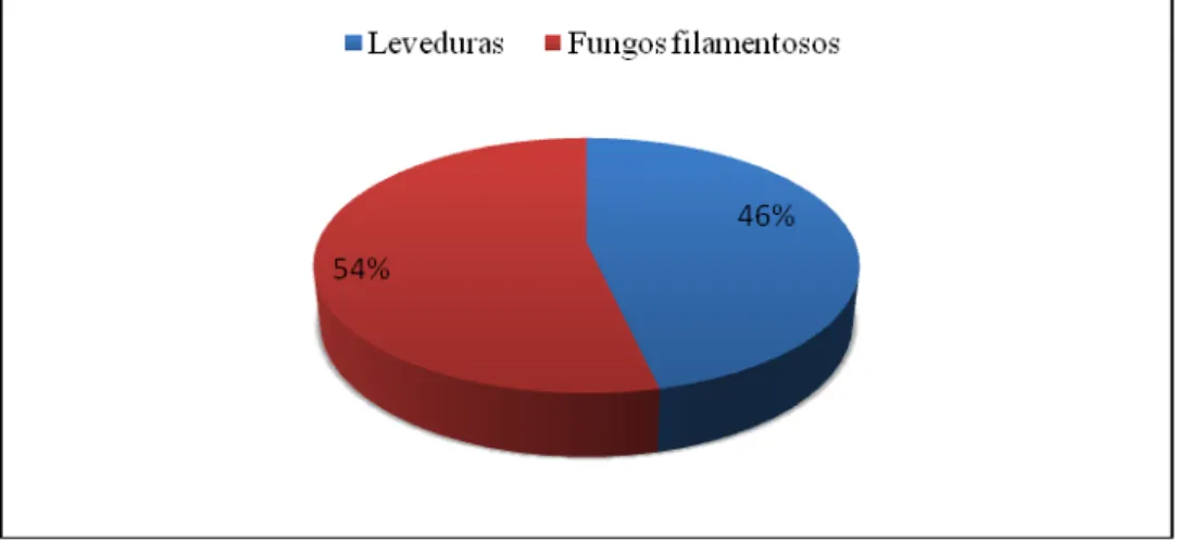 Figura 6 Fungos isolados das macroalgas antárticas Monostroma hariotti e Porphyra  endiviifolia