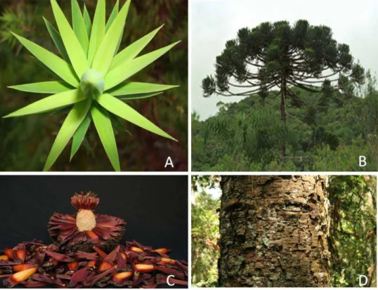 Figura 3. Exemplares de amostras da  Araucaria angustifolia em (A) folhas, (B) árvore  adulta, (C) sementes conhecidas como pinhão e (D) cascas