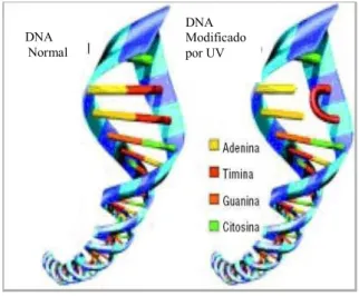 Figura  esquemática  do  impacto  da  UV&#34;C  no  DNA  normal  e  a  direita  a  quebra do DNA, surgindo um DNA modificado por radiação Ultravioleta  [5,6] 