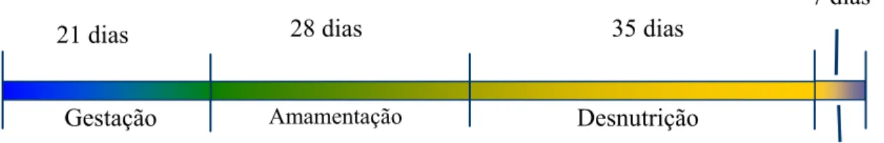Figura 1 – Cronograma da metodologia de desnutrição protéica 