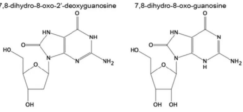Figura 8 - Estrutura de 7,8-oxo-2’-deoxyguanosine e 8-oxo-guanosina. A oxidação do DNA e do RNA  ocorre comummente na porção de guanosina, levando a 8-oxo-2’-deoxyguanosine e 8-oxo-guanosina, 