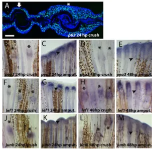 Fig. 2. Presence of wound healing marker genes after crush injury.