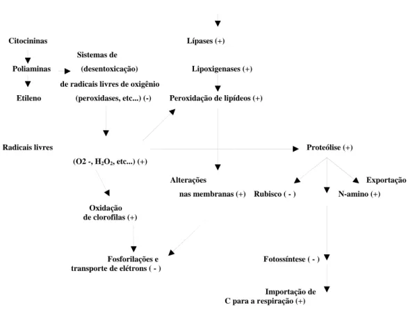 Figura 1. Processos de senescência, segundo Pell e Dann (1990).