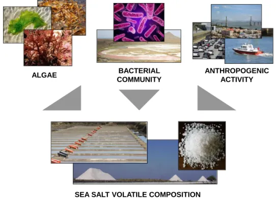 Figure 1.9. Influence of the surrounding environment in the sea salt volatile composition