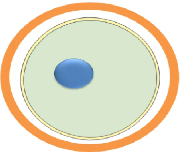 Figure  1.  Schematic  image  of  an  oocyte  with  the  nucleus  (in  blue),  perivitelline  space  (white) surrounded by the zona pellucida (orange)