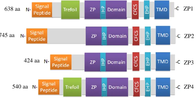 Figure  3.  Schematic  representation  of  ZPs.  aa,  amino  acids;  IHP,  internal  hydrophobic  patch;  CFCS,  consensus  furin  cleavage  site;  TMD,  transmembrane  domain;  EHP,  external hydrophobic patch