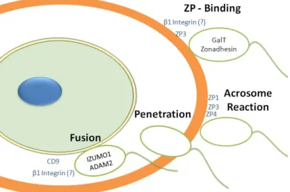 Figure 6. Representation of sperm-egg interactions. Egg proteins believed to interact with  sperm at different stages are in grey