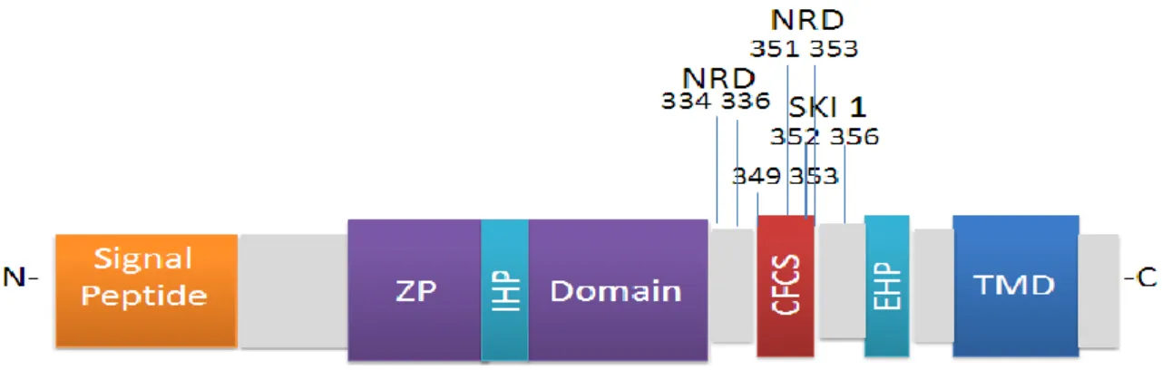 Figure 12. Representation of ZP3 cleavage sites, showing both sites recognized by NRD,  one site recognized by SKI 1 and one site recognized by furin (in red)