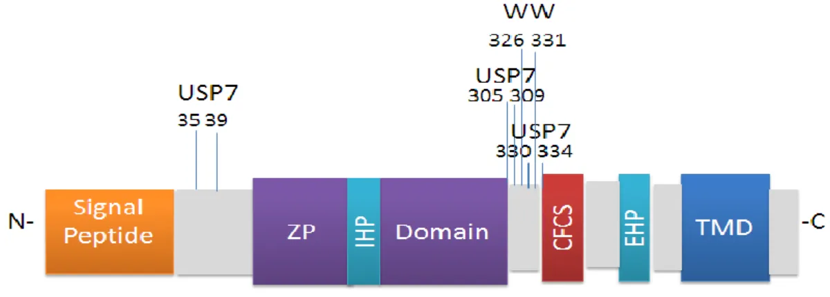 Figure  13.  Representation  of  ZP3  binding  motifs,  three  USP7  binding  motifs  are  highlighted as well as one WW binding motif