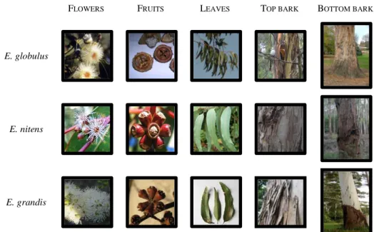 Figure 5 - Representation of different parts from Eucalyptus globulus, E. nitens and E.grandis