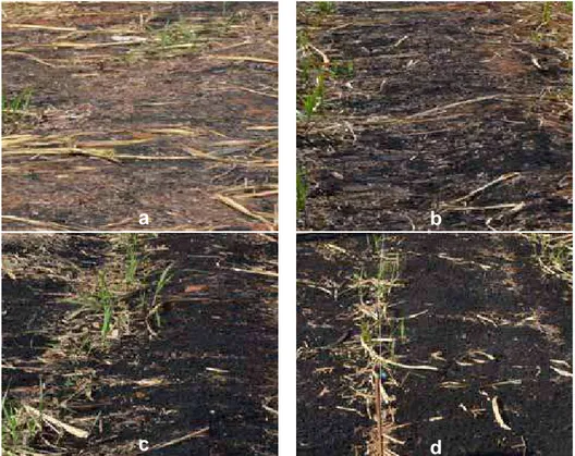 Figura 5. CBC aplicada a lanço (cana planta) antes da incorporação nas doses 5, 10,  20 e 40 Mg ha -1  (a, b, c, d respectivamente) 