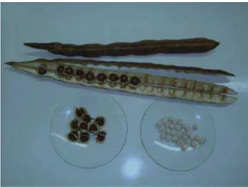 Figura 1 – Sementes da Moringa oleifera Lam  Fonte: Bassani (2011) 
