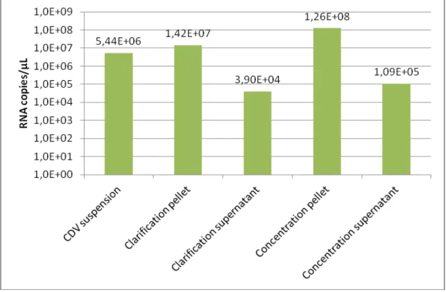 Fig.  2.   CDV  RNA  copies/µL  from  CDV  suspension,  clarification  and  concentration steps
