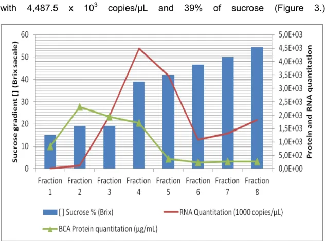 Fig.  3.   Sucrose  concentration  in  brix  scale,  protein  quantification  (µg/mL)  and  CDV  RNA  quantification  (copies/µL)  of  fractions  collected  from  sucrose  gradient