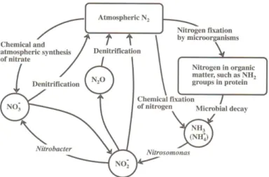 Fig. 3. The nitrogen cycle. Source: Manahan, Stanley E. Environmental Chemistry. 