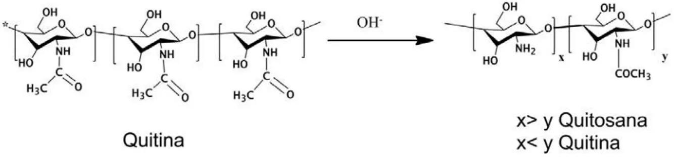 Figura 9. Reação de desacetilação da quitina para obtenção de quitosana. 