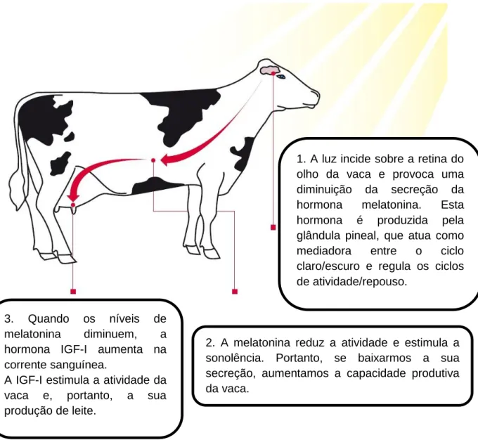 Figura 13  – Esquema ilustrativo da influência da luz na produção de leite. Fonte: Adaptado de Lely,  2010.