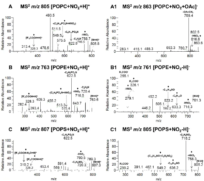 Figure  III.1.  ESI-MS/MS  spectra  of:  A)  [M+NO 2 +H] +   and  [M+NO 2 +OAc] -  POPC  molecular  ions  ([POPC+NO 2 +H] + ;  A1,  [POPC+NO 2 +OAc] - );  B)  [M+NO 2 +H] +   and  [M+NO 2 -H] -   POPE  molecular  ions  ([POPE+NO 2 +H] + ;  B1,  [POPE+NO 2 