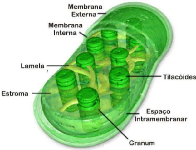 Figura 2: Ilustração de um cloroplasto. Fonte: www.sobiologia.com.br 