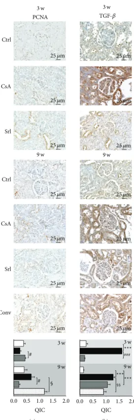 Figure 8: Kidney protein expression by immunohistochemistry. PCNA (a) and TGF-