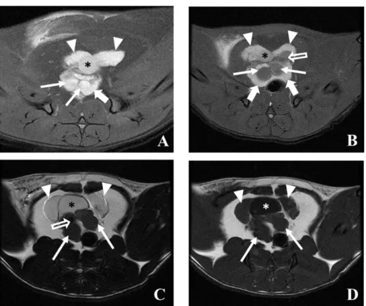 Figure 8. Transverse MRI scan at different levels of rat prostate at 58 weeks of age: (A) PD weighted  image of a normal animal; (B) PD weighted image of a cancer-induced animal (similar level of A); (C)  T2 weighted image of a cancer-induced animal; (D) T