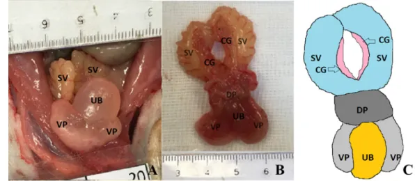 Figure 1. Macroscopic appearance of rat prostate and other surrounding anatomical structures at 61  weeks of age