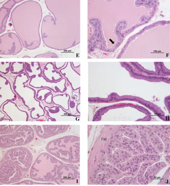 Figure 2. Microscopic features of normal rat prostate, 61 weeks of age. (A) Midtransverse section of the prostate showing prostatic urethra (PU) containing coagulated secretion (CS) (also denominated seminal plug or copulatory plug), and showing prostate d