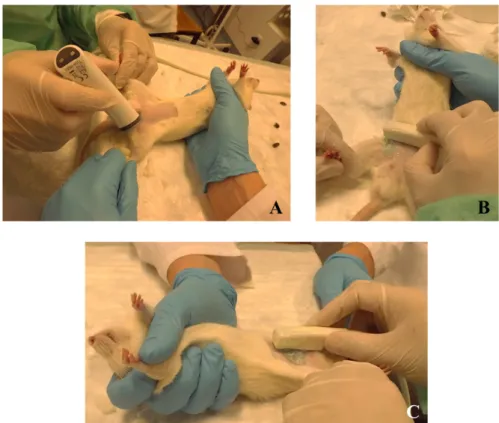 Figure 3. Preparation of a rat for a ultrasonographic exam. The animals should be restrained by a  researcher and placed in supine position