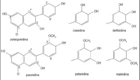FIGURA 1  –  Antocianinas com maior importância alimentícia: perlagonidina, cianidina,  delfinidina, peonidina, petunidina, malvidina 