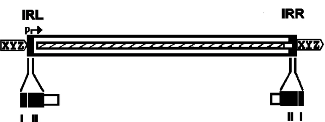 Figura 1. Organização típica de uma IS. Esta encontra-se representada como uma caixa aberta, na   qual  os   terminais   IR   se   encontram   representados   como   caixas  negras   e   rotulados  de   IRL (inverted   repeat  esquerdo)   e   IRR   (invert