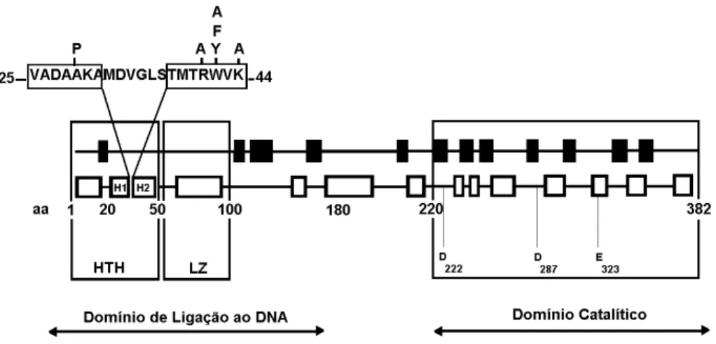 Figura  2.  Organização   conhecida   da   transposase   (ORF   AB)   da   IS 911.   As   caixas   brancas representam α-hélices; as caixas negras representam cadeias β