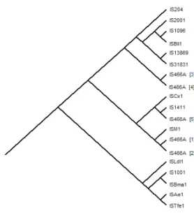 Figura  4.  Ramo superior do cladograma que descreve as relações evolutivas de transposases pertencentes à família ISL3