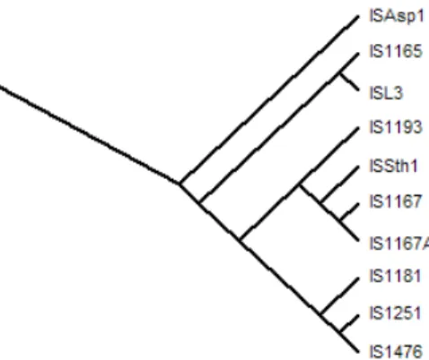 Figura 5. Ramo intermédio do cladograma que descreve as relações evolutivas de transposases pertencentes à família ISL3