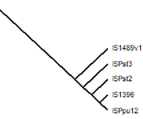 Figura  6.  Ramo   inferior   do   cladograma   que   descreve   as   relações  evolutivas   de   transposases pertencentes à família ISL3