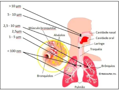 Figura 2. 3: Tamanho relativo das partículas e padrões de deposição por via aérea no sistema  respiratório