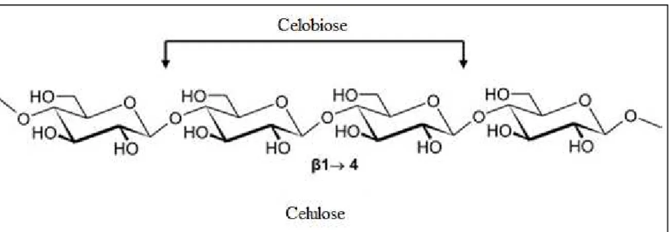Figura 5. Cadeias com extremidades não redutora e redutora do polímero de celulose. 