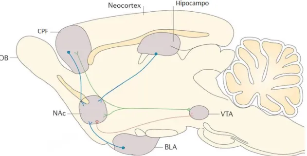 Figura  1.  Representação  esquemática  do  sistema  mesocorticolímbico  no  encéfalo  de  roedor,  destacando as principais projeções dopaminérgicas (linhas verdes) oriundas da VTA para o NAc (parte  do  sistema  límbico)  e  componentes  do  circuito  co