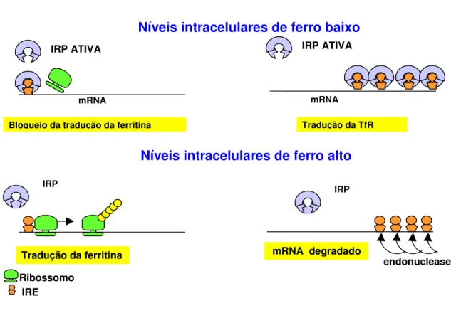 Figura 6: Esquema da regulação da homeostase de ferro (adaptado de Kaur &amp;