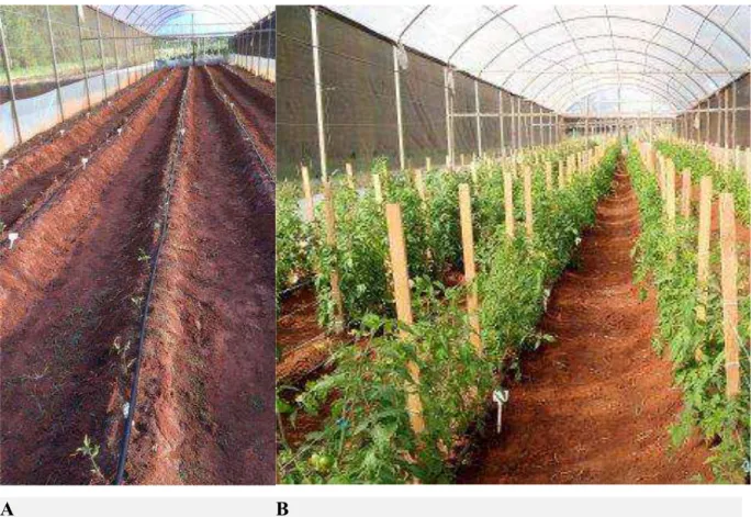 Figura 2. Visão geral do experimento [A] momento após transplante, [B] condução por meia  estaca