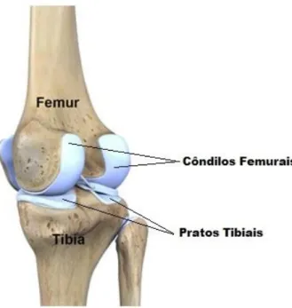 Figura 3- Vista anterior da articulação do joelho direito, adaptado de (12). 